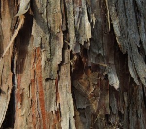 cedar_tree_nature_235575542d83eda2545.jpg