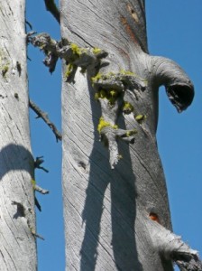 dry_tree_blue_235264