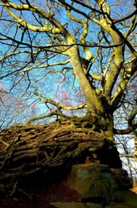 old_tree_and_rock_201821