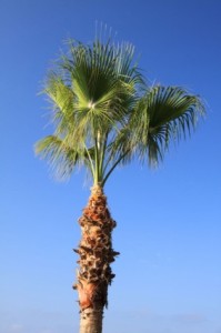 palm_tree_and_blue_sky_186953
