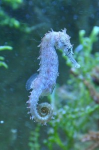 seahorse_fish