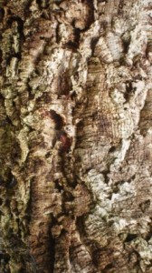 texture_cork_tree_bark_201228