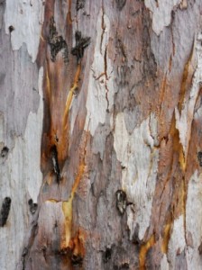 texture_tree_bark_198043