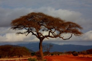 tree_191742