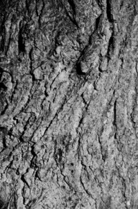 tree_bark_texture_200184