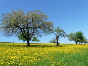 tree_meadow_nature_220408