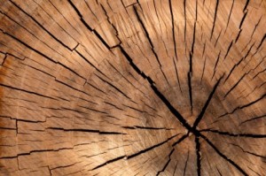 tree_stump_texture_206765
